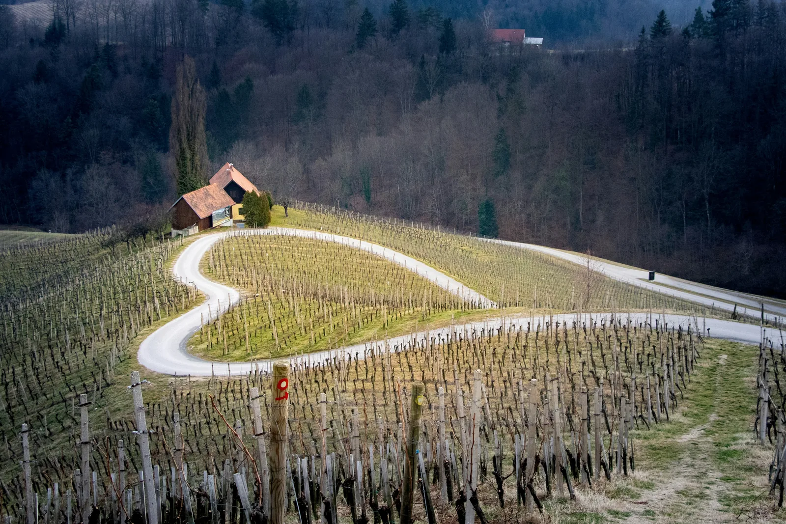 Heart-shaped road through a vineyard
